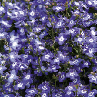 Лобелия прямостоячая Палас Блю виз Ай [50 м/драже] - ООО «Семена Тут»