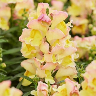 Львиный зев Снэппи Пич [1000 шт] - ООО «Семена Тут»