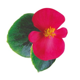 img-1: Бегония вечноцветущая Имперор F1 Роуз [1000 драже] - ООО «Семена Тут»