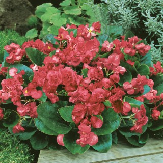 Бегония вечноцветущая махровая Квин Роуз [100 драже] - ООО «Семена Тут»