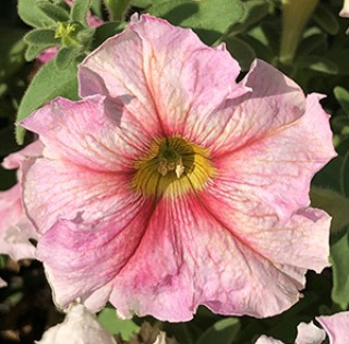 Петуния грандифлора Дольче Фламбе [1000 драже] - ООО «Семена Тут»