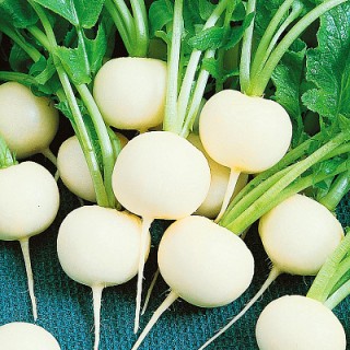 Дайкон Белое солнце - ООО «Семена Тут»