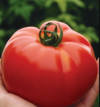 img-0: Томат Биг Биф F1 - ООО «Семена Тут»