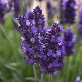 img-0: Лаванда Блю Спир [1000 шт] - ООО «Семена Тут»