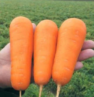 Морковь Боливар F1 - ООО «Семена Тут»