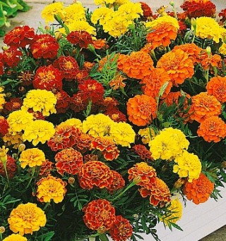Бархатцы отклоненные Бонита (смесь сортов) - ООО «Семена Тут»