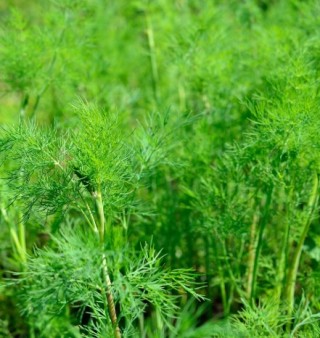 Укроп Борей - ООО «Семена Тут»