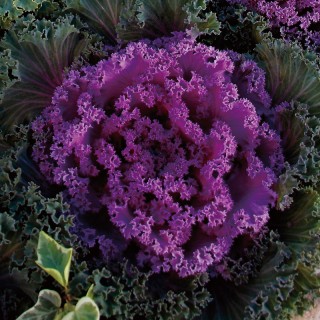 Капуста декоративная Нагойя Роуз [1000 шт] - ООО «Семена Тут»