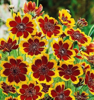 img-0: Космидиум Брюнет - ООО «Семена Тут»