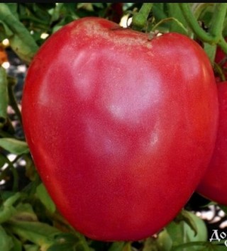 img-0: Томат Буденовка - ООО «Семена Тут»