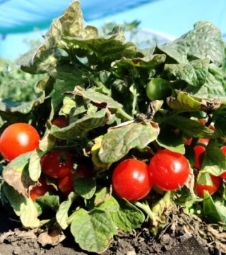 img-0: Томат Бушмен - ООО «Семена Тут»