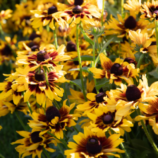 img-1: Рудбекия Денвер Дейзи [250 драже] - ООО «Семена Тут»