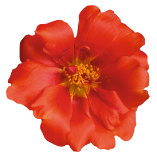 Портулак Сандайл F1 Скарлет [1000 шт] - ООО «Семена Тут»