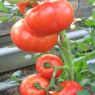 img-0: Томат Барон - ООО «Семена Тут»