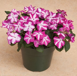 img-1: Бальзамин Акцент Премиум Виолет Стар [1000 шт] - ООО «Семена Тут»