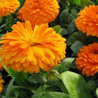 Календула Оранжевая Леди - ООО «Семена Тут»