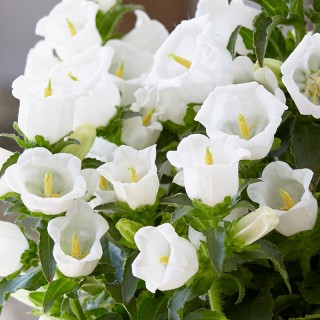 img-0: Колокольчик средний Эппил Вайт [50 драже] - ООО «Семена Тут»