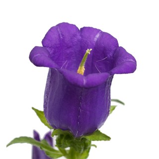 Колокольчик средний Чемпион Блю [1000 драже] - ООО «Семена Тут»