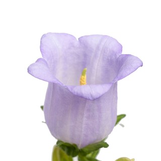 Колокольчик средний Чемпион Лаванда [1000 драже] - ООО «Семена Тут»