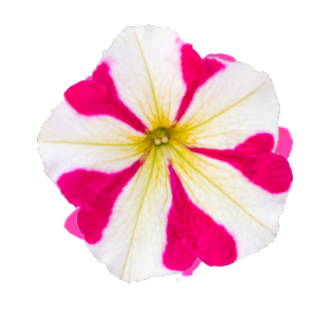 img-1: Петуния мультифлора БУМ Эйч ди Роуз Стар [100 драже] - ООО «Семена Тут»