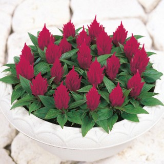 Целозия перистая Юката Роуз [1000 шт] - ООО «Семена Тут»