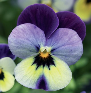 img-0: Виола рогатая Эндурио F1 Блю Еллоу виз Пурпл Винг [1000 шт] - ООО «Семена Тут»