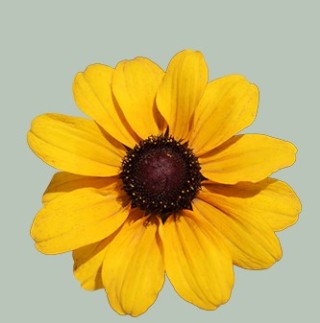 img-1: Рудбекия Тейблмейт Голд [1000 шт] - ООО «Семена Тут»