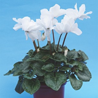 Цикламен персидский Аполлон F1 [1000 шт] - ООО «Семена Тут»