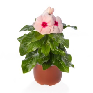 img-1: Катарантус Блокбастер Эприкот [100 шт] - ООО «Семена Тут»