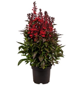 img-0: Лобелия прекрасная Фан Скарлет компакт [500 драже] - ООО «Семена Тут»