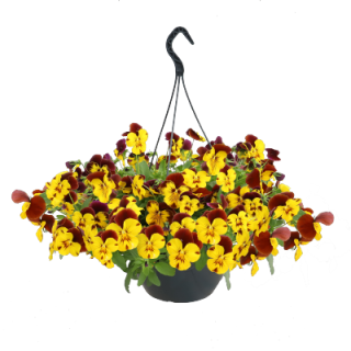 img-1: Виола ампельная Хайфлайер F1 Еллоу Ред Винг [1000 шт] - ООО «Семена Тут»