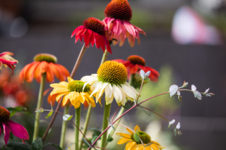 img-1: Эхинацея Поллинейшн микс [100 шт] - ООО «Семена Тут»