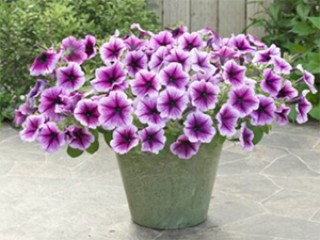 img-2: Петуния ампельная Опера Парпл Вейн [1000 драже] - ООО «Семена Тут»