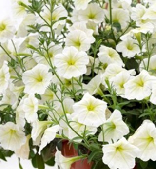 img-0: Петуния ампельная Опера Лемон [250 драже] - ООО «Семена Тут»