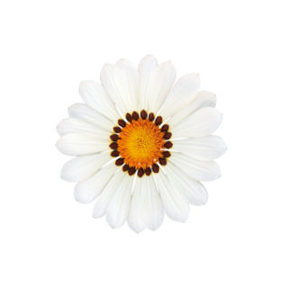 img-1: Газания Зени F1 Вайт [100 шт] - ООО «Семена Тут»