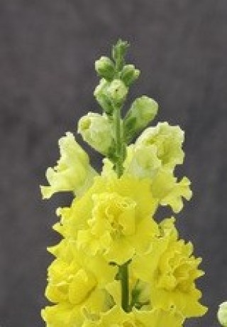 img-1: Львиный зев Ледженд Дабл Еллоу (группа 1) [1000 шт] - ООО «Семена Тут»