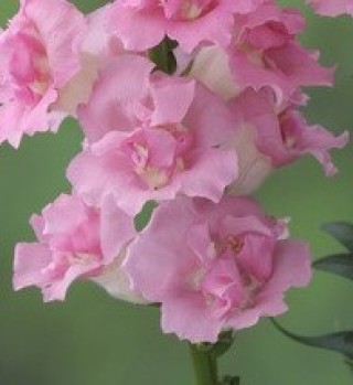 img-1: Львиный зев Ледженд Дабл Пинк (группа 1) [1050 шт] - ООО «Семена Тут»