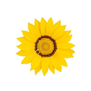 img-1: Газания Зени F1 Еллоу [1000 шт] - ООО «Семена Тут»