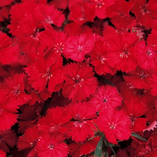 Гвоздика Даймонд Скарлет [1000 шт] - ООО «Семена Тут»