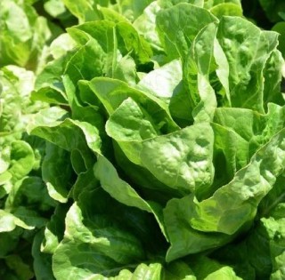 img-0: Салат Дикла - ООО «Семена Тут»