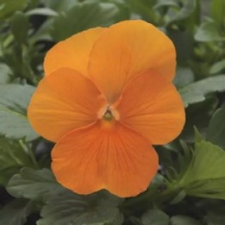 img-0: Виола рогатая Сорбет ИксПи Дип Оранж [1000 шт] - ООО «Семена Тут»