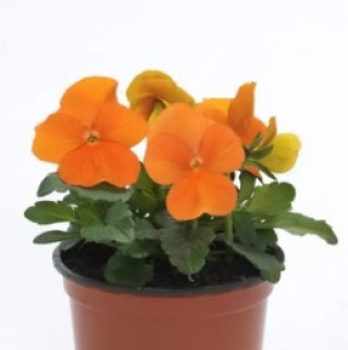 img-1: Виола рогатая Сорбет ИксПи Дип Оранж [1000 шт] - ООО «Семена Тут»