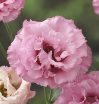 img-0: Эустома Корелли 1 Дип Пинк [100 драже] - ООО «Семена Тут»