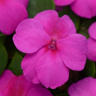 img-0: Бальзамин Супер Элфин F1 Лилак [1000 шт] - ООО «Семена Тут»