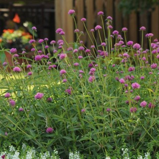 img-2: Гомфрена Фейерверк [100 шт] - ООО «Семена Тут»