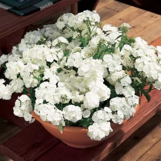 img-1: Флокс XXI век Вайт [1000 шт] - ООО «Семена Тут»