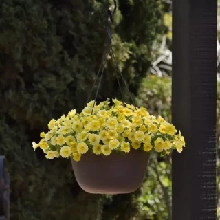 img-1: Петхоа Калибёрст Еллоу [100 драже] - ООО «Семена Тут»