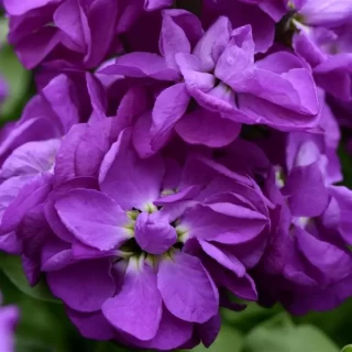 img-0: Маттиола Матильда Блю [1000 шт] - ООО «Семена Тут»