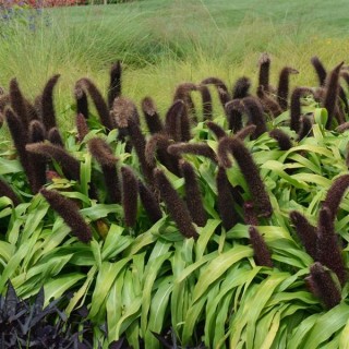 img-2: Пеннисетум Джейд Принцесс [100 шт] - ООО «Семена Тут»