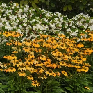 img-1: Эхинацея Артизан F1 Еллоу Омбрэ [100 шт] - ООО «Семена Тут»